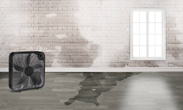 Best Water damage cleanup near me  in Farmersville, CA